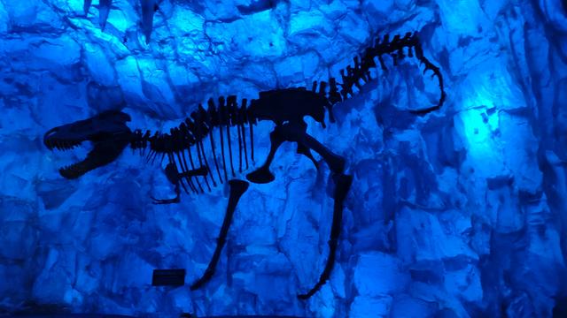 El secreto mejor guardado. Walt Disney World - Orlando octubre 2019 - Blogs de USA - Animal Kingdom y cumple de Carlos (23)