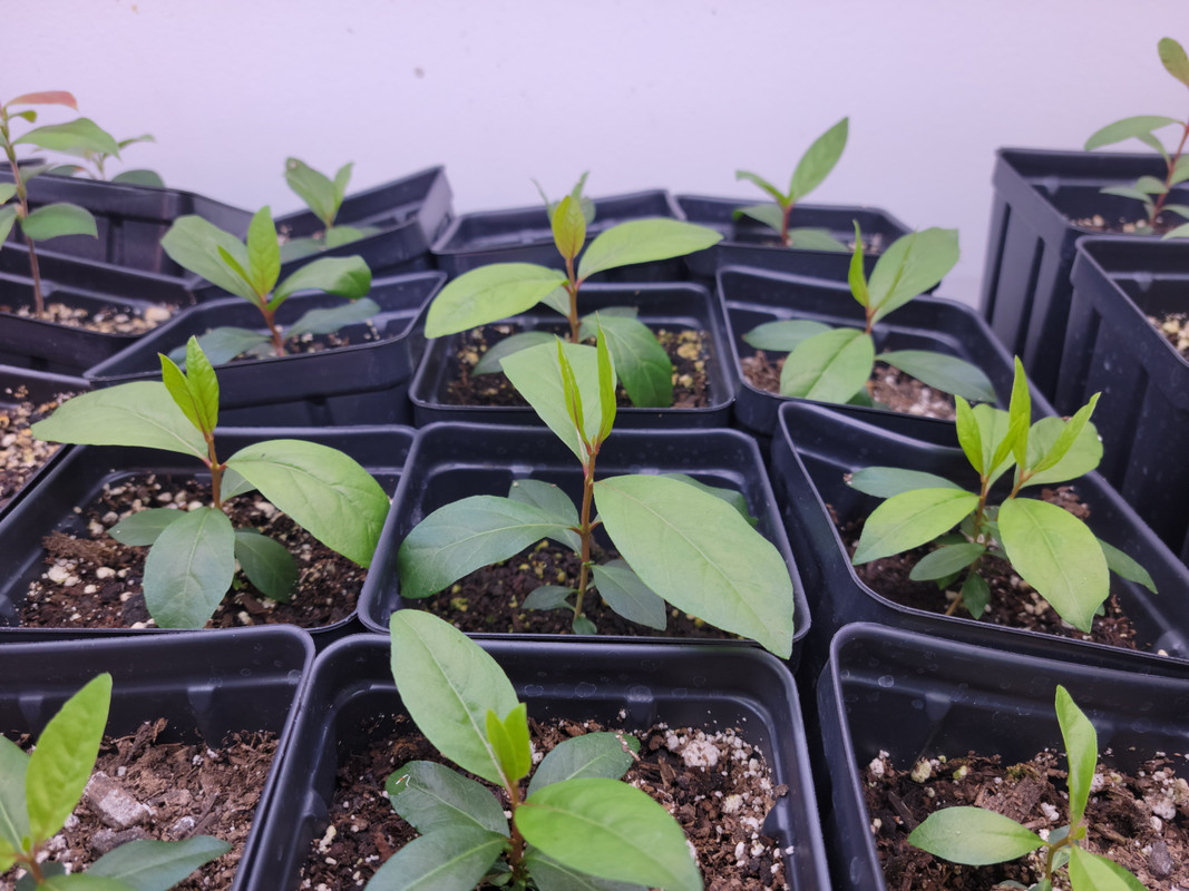 Araca Amarella de Caatinga