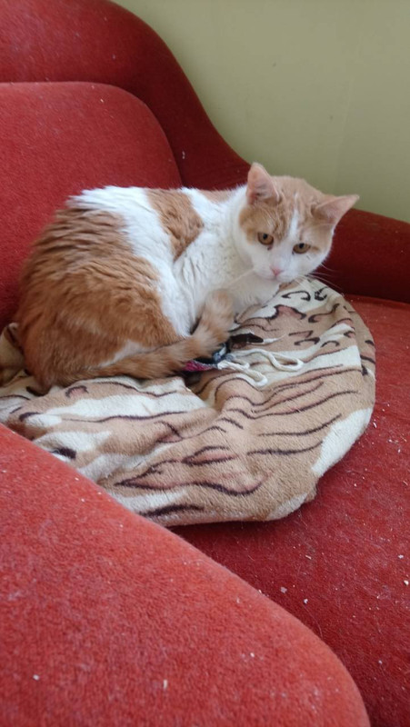 Калиновского2