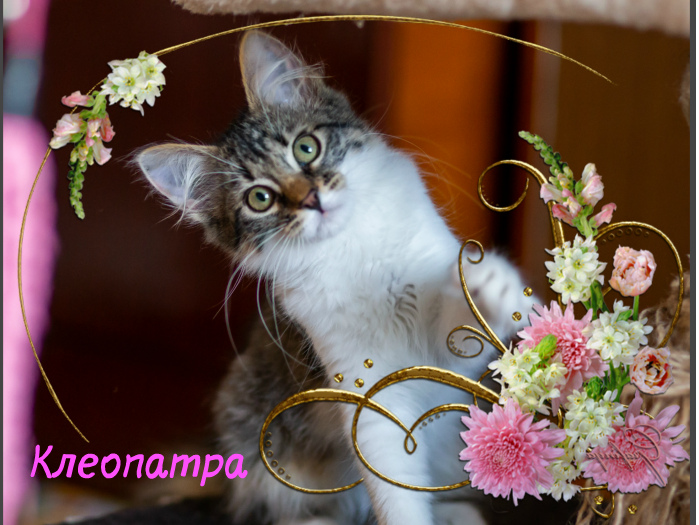 1новый коллаж