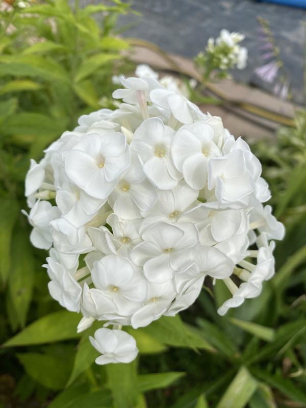 8723C497-6C00-4AB0-BBCF-5717160F9012