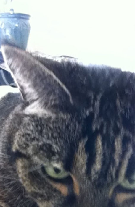 20 котов-хакеров, которые неправильно ввели пароль, и были сняты на веб-камеру