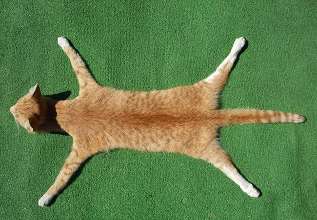 dometic_cat-skin_rug_sold_in_new_zealand