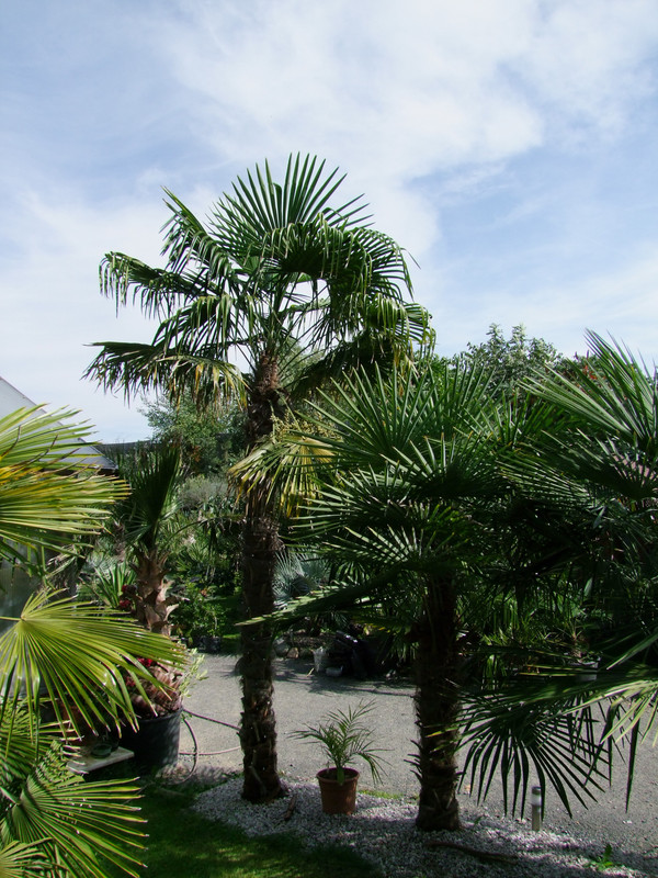 Trachycarpus fortunei, část 2 - Stránka 12 DSCF1042