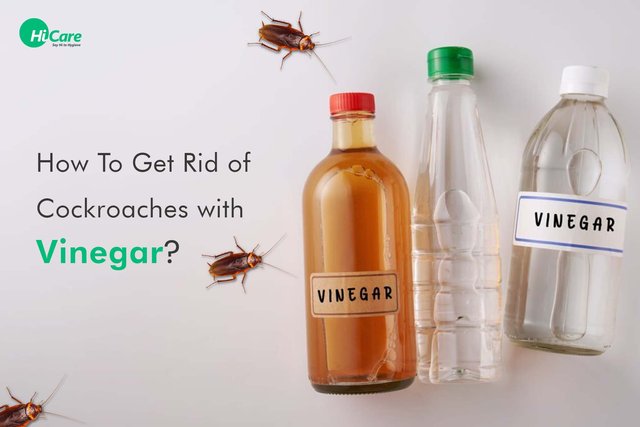 [Image: how-to-get-rid-of-cockroaches-with-vinegar.jpg]