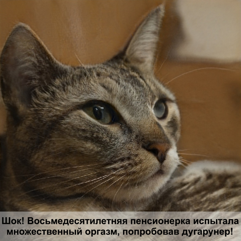 как построить дом для кошки