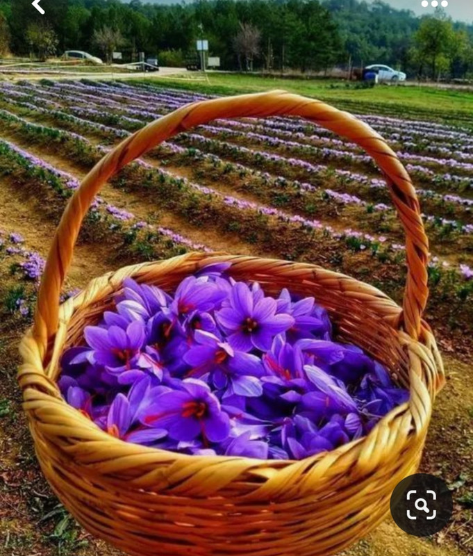 Screenshot_20240331_154145_Pinterest