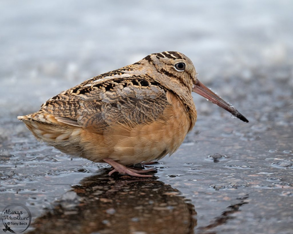 Birds & Beers Friday June 10