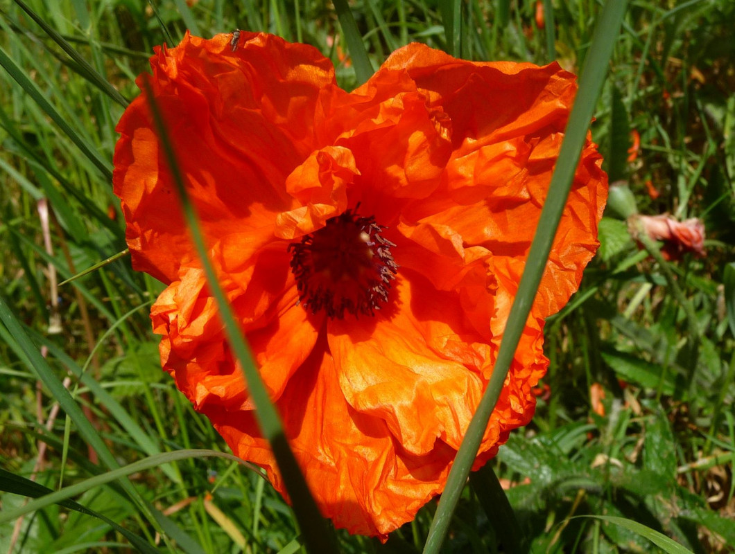 Poppy-Heart2020.jpg