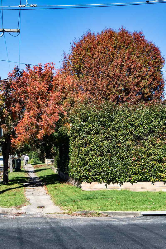 Armidale trees…