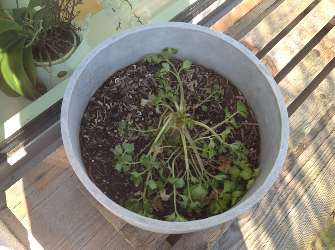 Garten Februar 12.02.2015 13 Uhr (18)