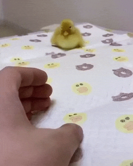 daily-gifdump-3377-29.gif