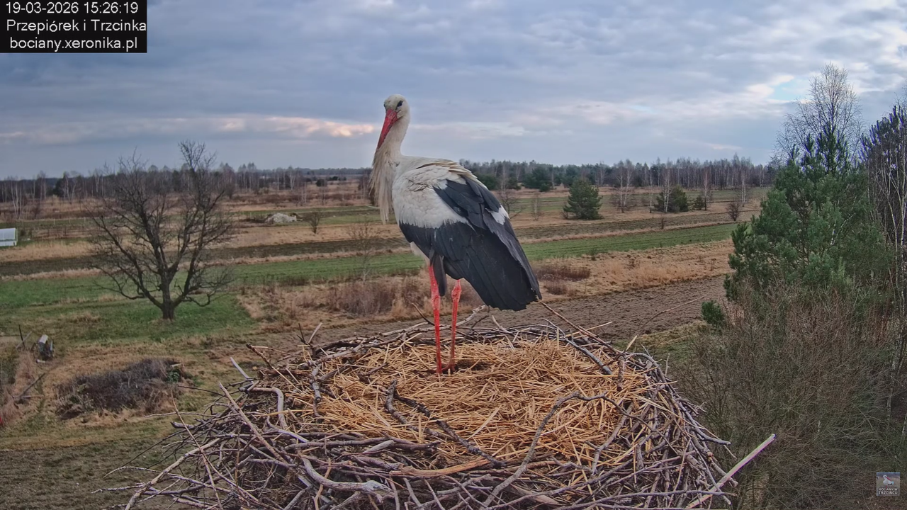 19032026 Powrót Przepiórka 13