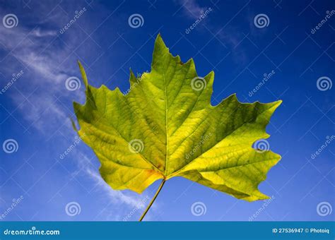 OIP 3386807657 Qr3e Shl U88FVRPj56AGag AHa FU