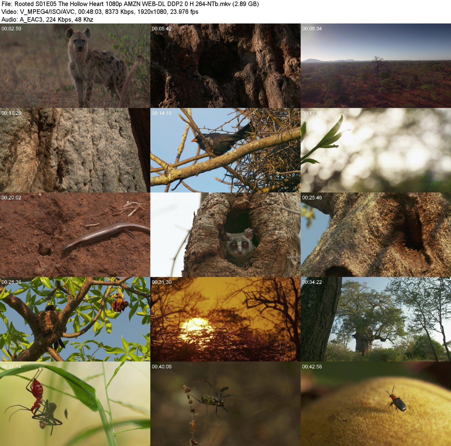 [Image: 7kkpl91mlm3s.jpg]