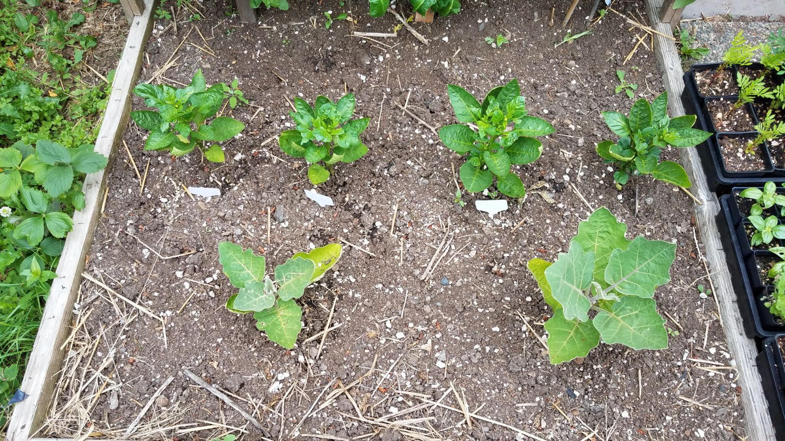 Aluminum Sulfate to quickly lower soil pH Rollitup