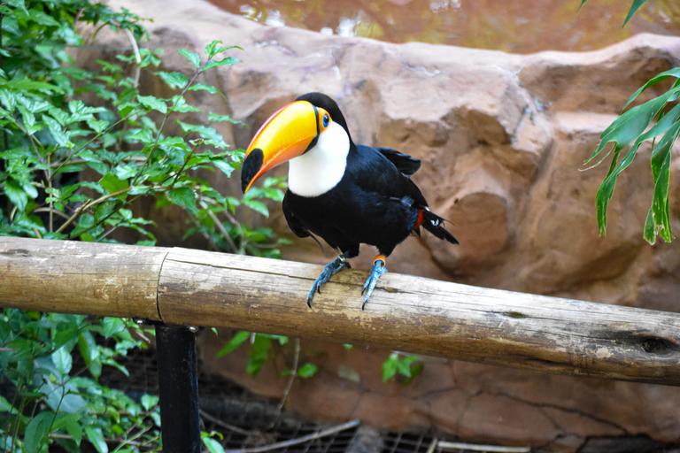 В джазе только девушки или аргентинско-бразильский калейдоскоп В джазе только девушки или аргентинско-бразильский калейдоскоп