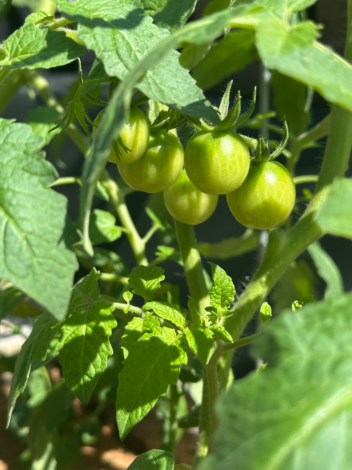 tomatoes-3.jpg