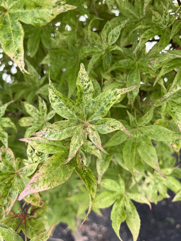 5DAEAC03-4B3B-4FD7-95CA-EA29EE7AC136