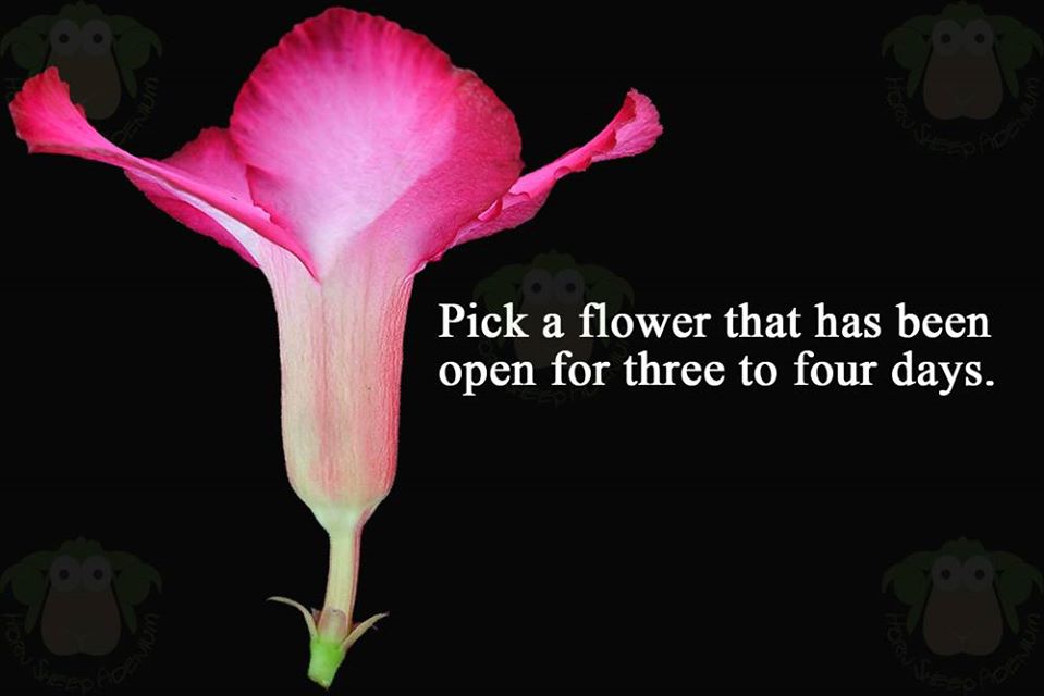 pick-fresh-desert-rose-flower.jpg