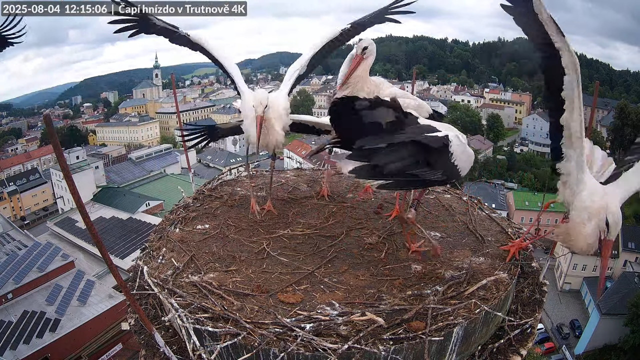 Živě z čapího hnízda na pivovarském komíně v Trutnově 8-47-58 screenshot