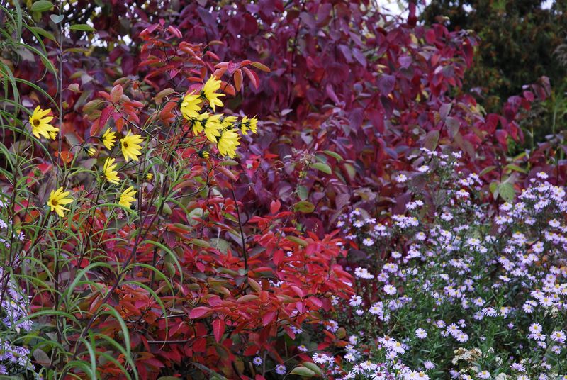 2013-10-09 Gehölze5