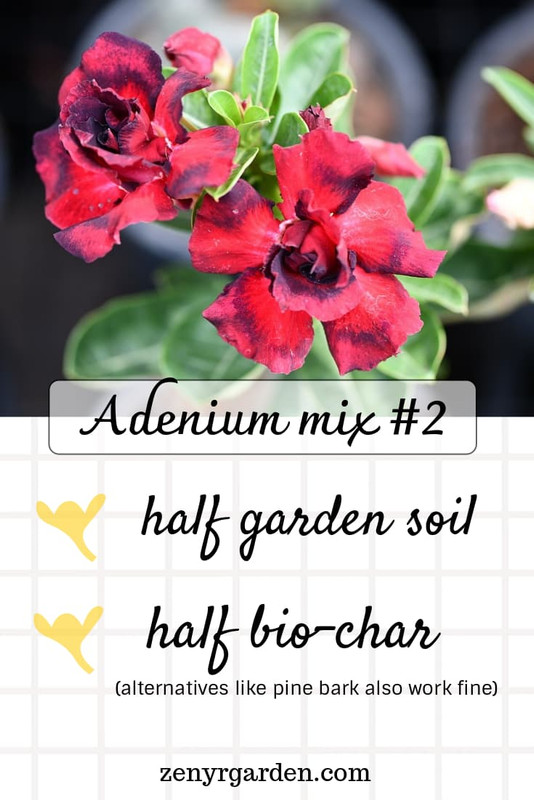 adenium-desert-rose-mix-recipe-two.jpg