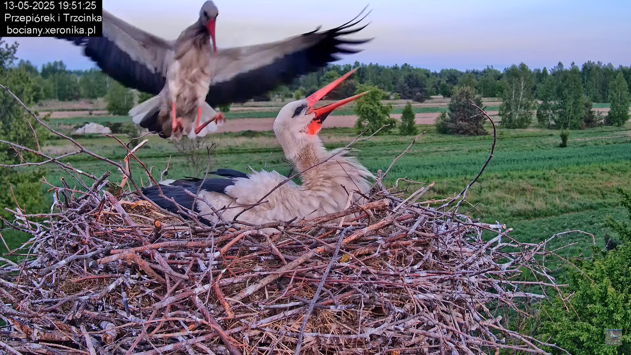 13052025bociany31