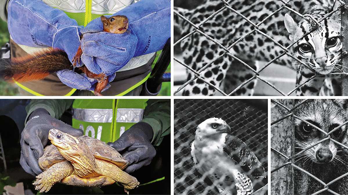 Se roban una Guacamaya del zoológico de Tlaxcala, nadie se dio cuenta