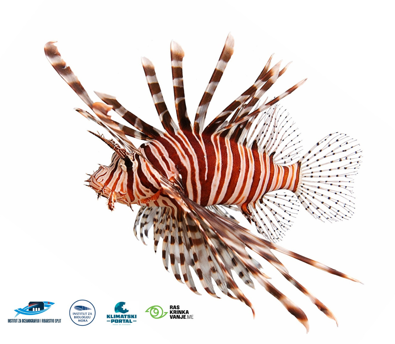 Vatrenjača Pterois miles