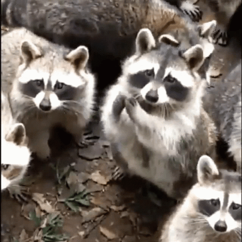 raccoon-begging-for-food-5jvec6lqww5a991