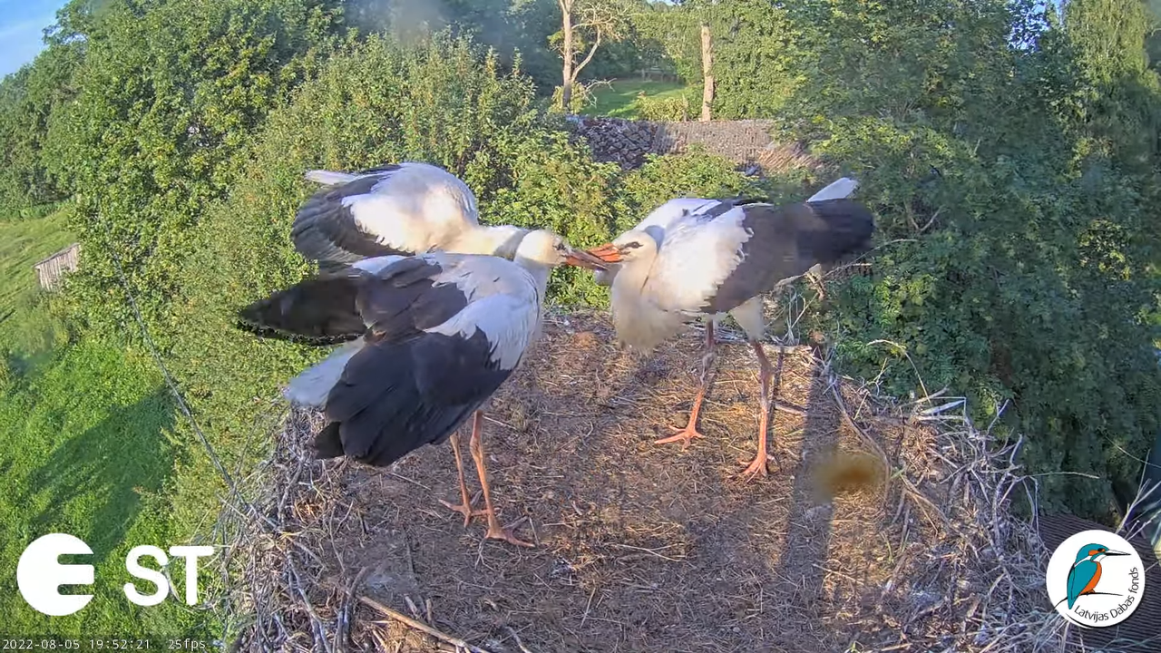 Baltie stārķi (Ciconia ciconia) Tukuma novadā - LDF tiešraide __ White storks in Tukums, Latvia 10-5