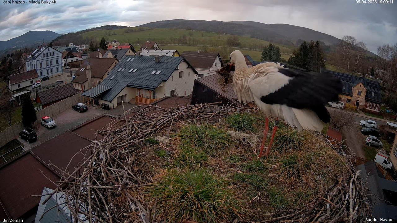 Tiešraides kamera — Mladé Buky — stārķa ligzda 4K 12-52-41 screenshot