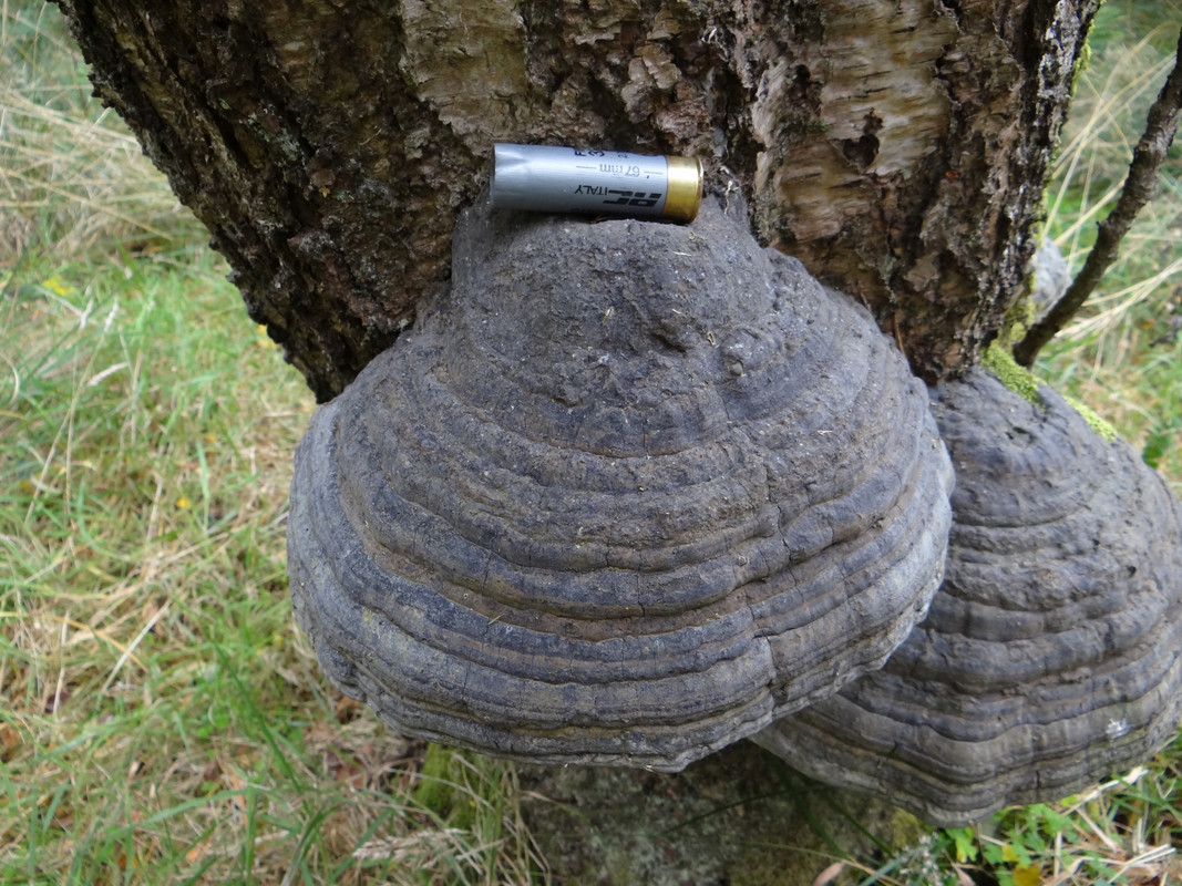 HORSE'S HOOF 3