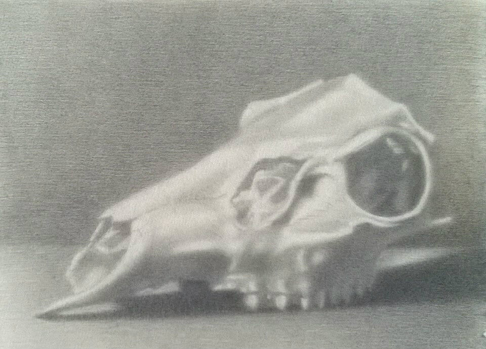 Skull Study