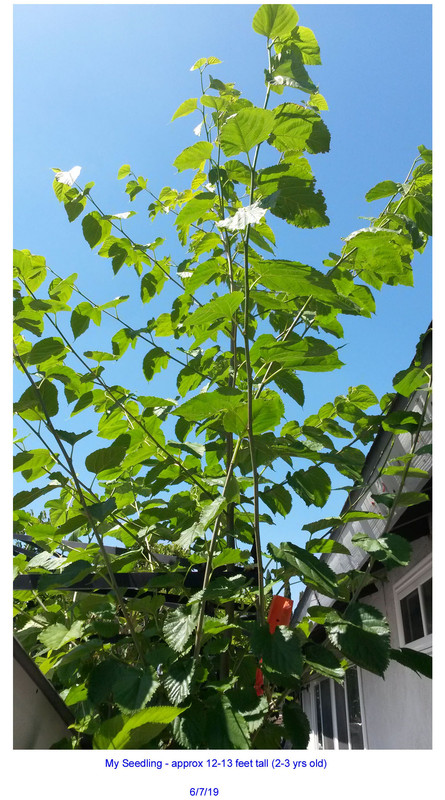 Mulberry-Seedling1