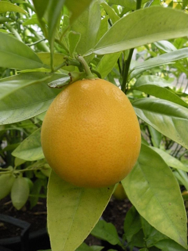 Grusevydnij