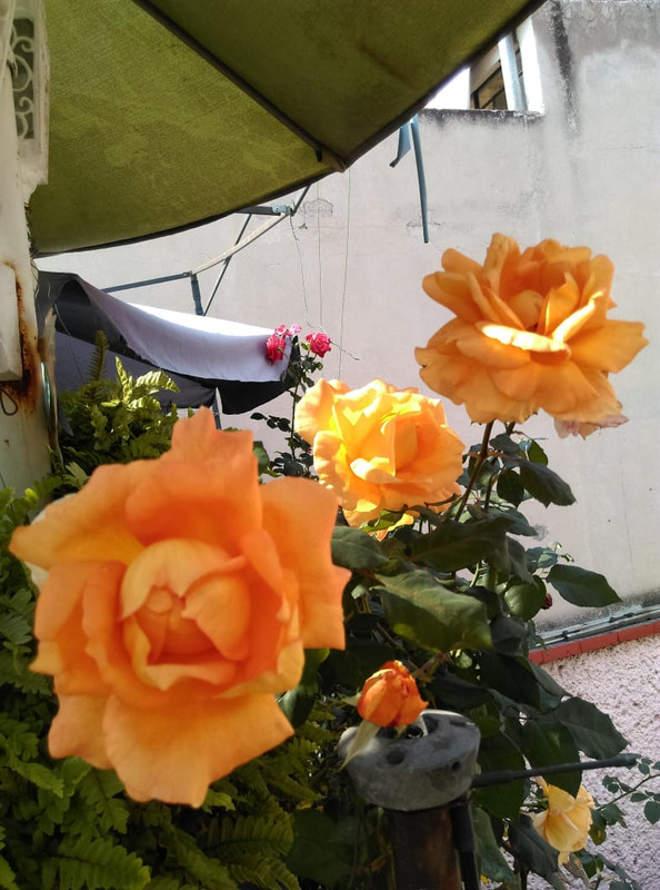 IMG-20191121-WA0019