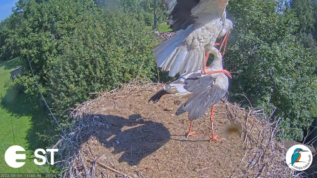 Baltie stārķi (Ciconia ciconia) Tukuma novadā - LDF tiešraide __ White storks in Tukums, Latvia 4-47