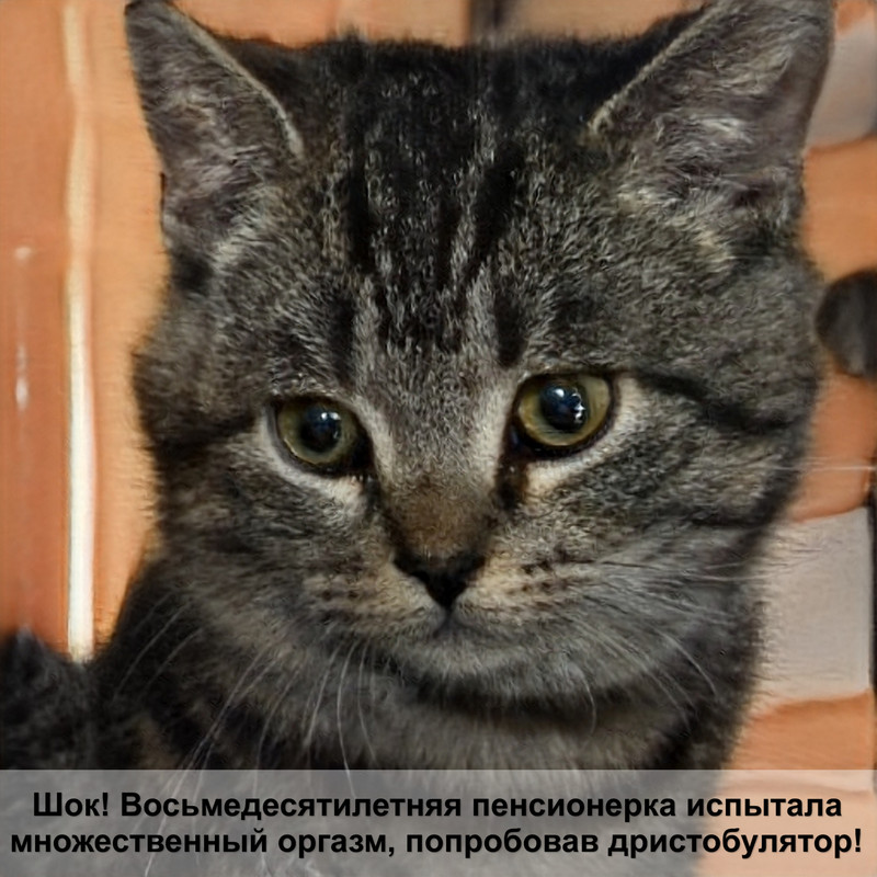 определить породу кошки по фото