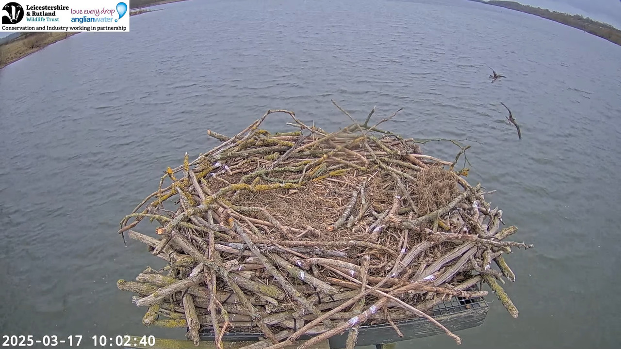 LRWT - Manton Bay Ospreys Live Webcam (Wide Angle) 14-29-22 screenshot