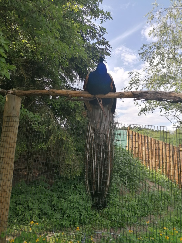 10.20 - IMG_20210604_151539 (Czesio1)