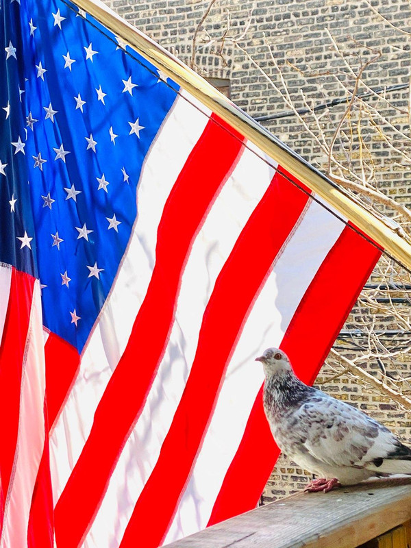 patriotic-pigeon.jpg