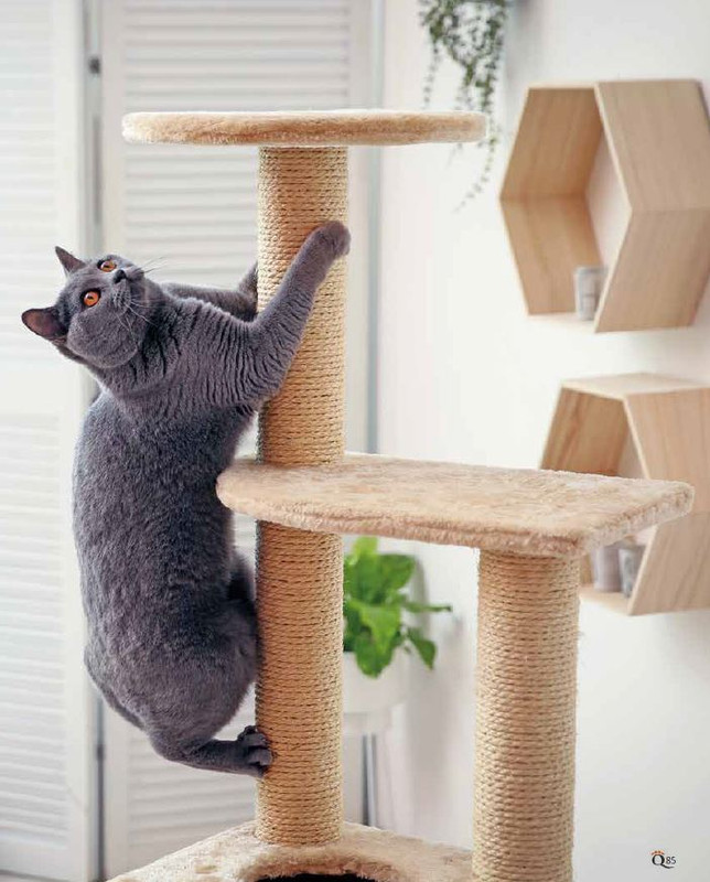 QuattroZampe Dic 2022-Gen 2023 (11)