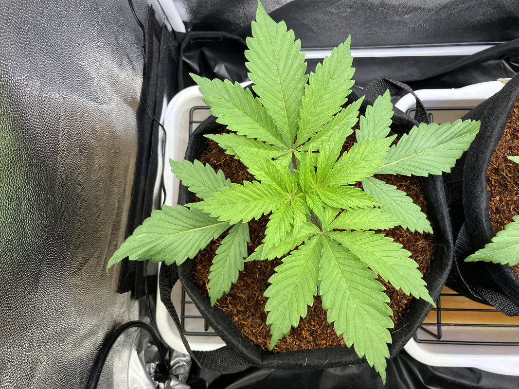 IMG_1296(marzo 31 2023)