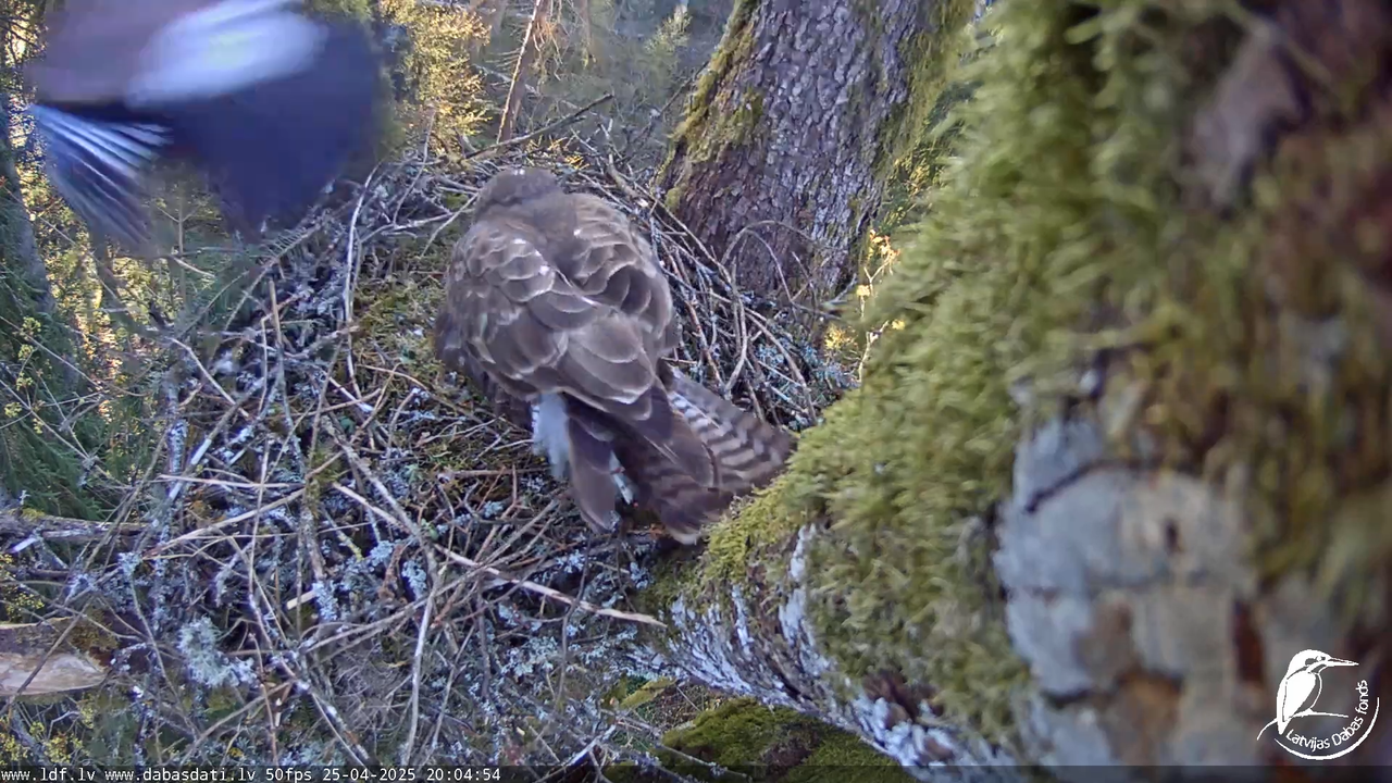 Melnās klijas (Milvus migrans) Kurzemē_ peļu klijāni (Buteo buteo) 16-17-0 screenshot