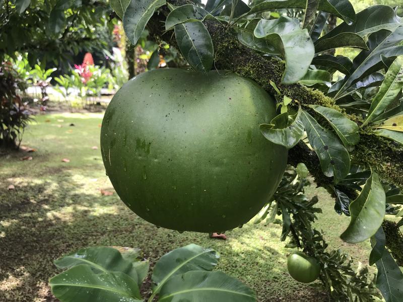 DE TORTUGAS Y PEREZOSOS. COSTA RICA 2019 - Blogs de Costa Rica - DIA 9: CAVERNAS DE VENADO (50)