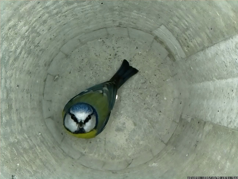 vlcsnap-2021-01-06-10h23m30s543 (2)