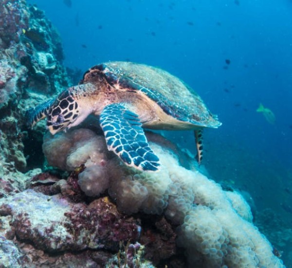 Turtles-10.jpg