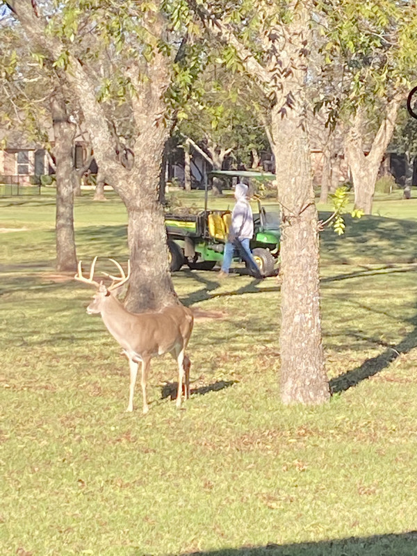 Buck-Gator.jpg
